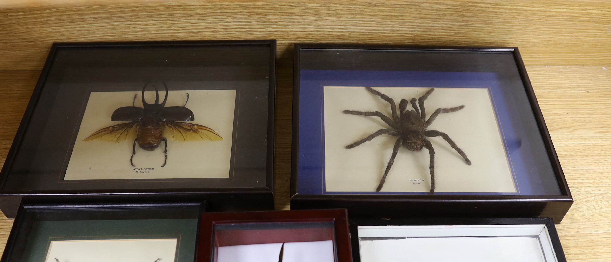 Entomology- Atlas beetle, Tarantula, Harlequin beetle, Hercules beetle, scorpion and Dragon Head Grasshopper specimens, in glazed cases, largest case is 31.5 cm across